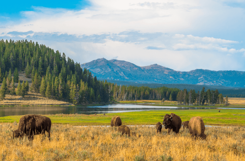 Buffaloes on the prairie with pine trees and a lagoon, with mountains and a clear sky in the background