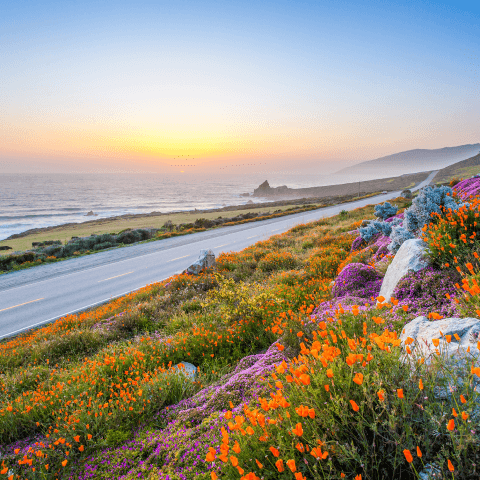 Road surrounded by vegetation and the sea in the background